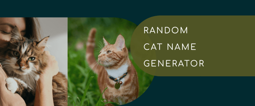 Random Cat Name